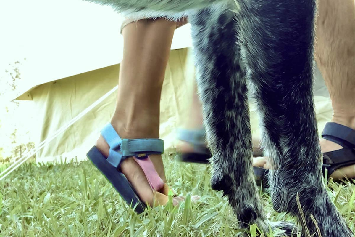 Original Universal Light Multi